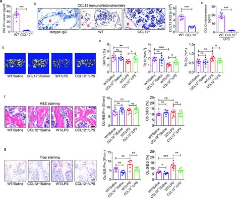 Global Deletion Of CCL12 Ameliorates Trabecular Bone Loss In ALI Mice