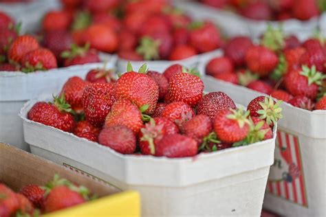 Chemnitz Endlich sind Erdbeeren reif Hier gibt s süßen