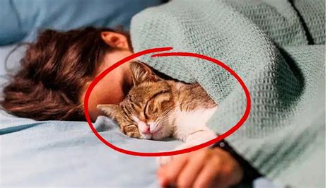 Find Out Why Your Cat Sleeps With You 😯 Youtube