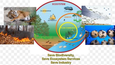 Marine Ecosystem Diagram Food Chain Ecology, PNG, 1024x584px, Ecosystem ...