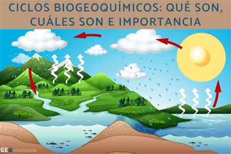 Ciclos Biogeoquímicos Qué Son Cuáles Son E Importancia Resumen