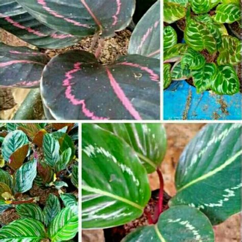 Jual Paket Tanaman Murah Jenis Calathea Shopee Indonesia