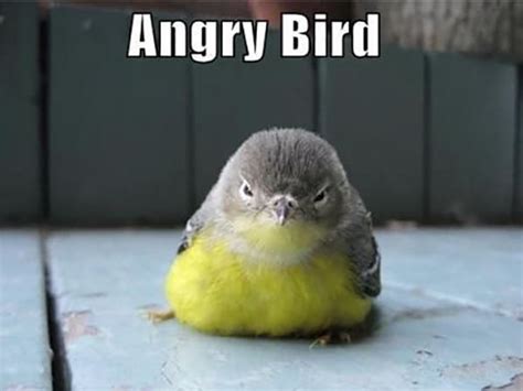 30 Crazy and Funny Bird Pictures - Tail and Fur