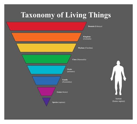 Inverted Pyramid Graphic Organizer