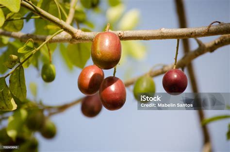 Jocotes On The Tree Stock Photo - Download Image Now - Jocote, Agriculture, Backgrounds - iStock