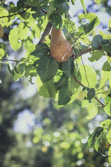 Bosc Pear | Food Images ~ Creative Market