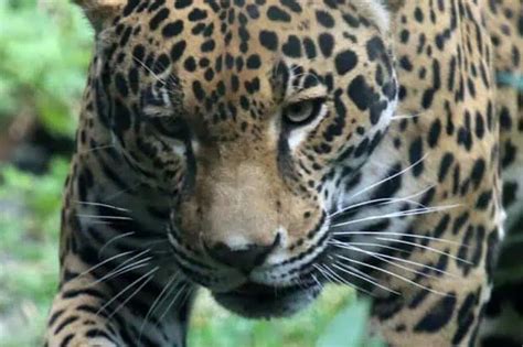 14 Ocelot Facts About The North American Wild Cat