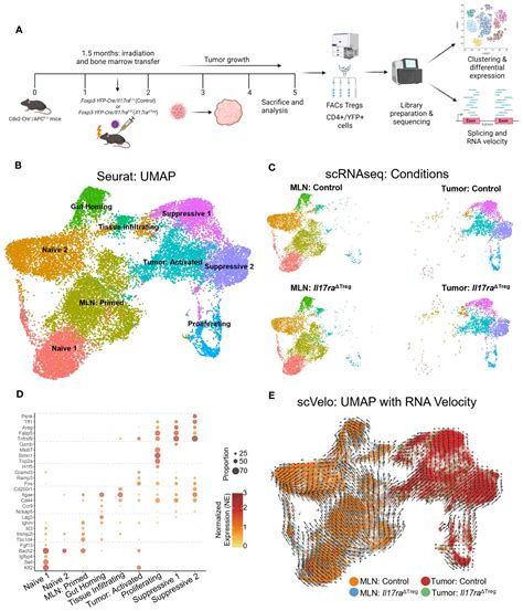 Frontiers Interleukin 17 Directly Stimulates Tumor Infiltrating Tregs