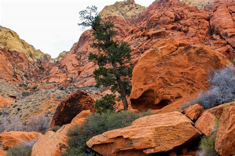 Free Picture Canyon Sandstone Erosion Tree Landscape Nature