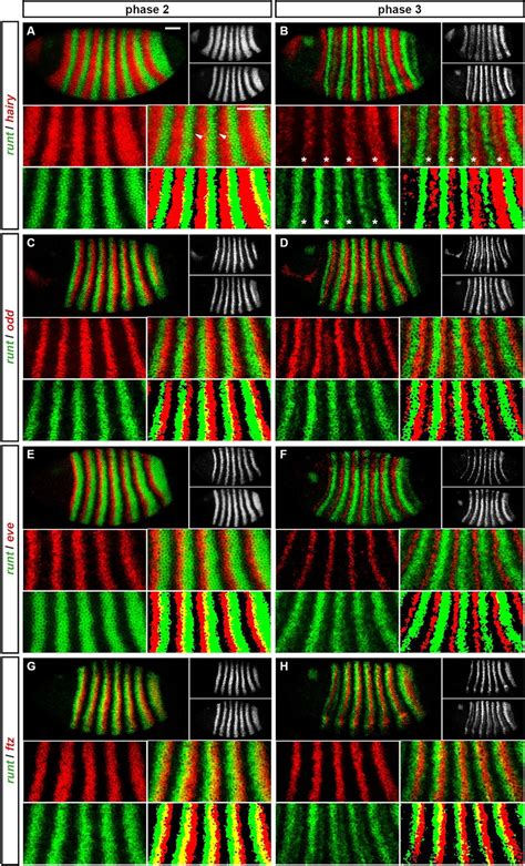 Odd Paired Controls Frequency Doubling In Drosophila Segmentation By