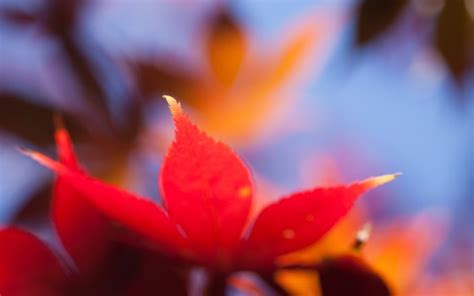 Kostenlose Hintergrundbilder Rote Und Gelbe Blume In Tilt Shift Linse