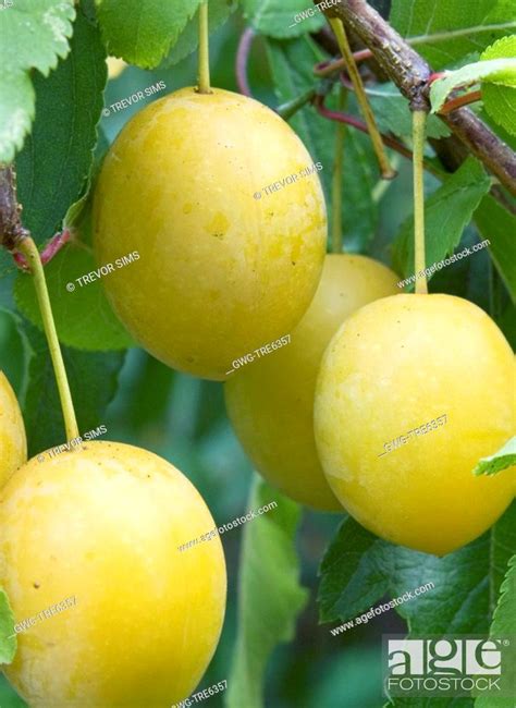 Prunus Cerasifera Myrobalan Cherry Plum Native Tree Used For Hedging And As A Plum Rootstock