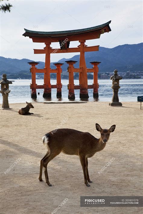 Miyajima torii gate and sika deer at Itsukushima Shrine in Japan. — mammals, travel destination ...