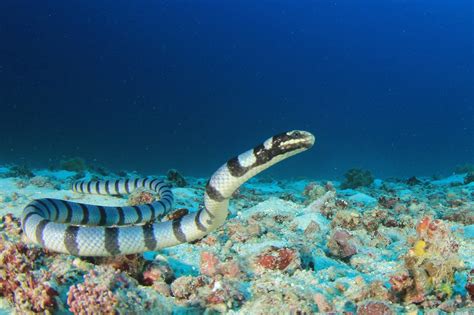 What Do Sea Snakes Eat?