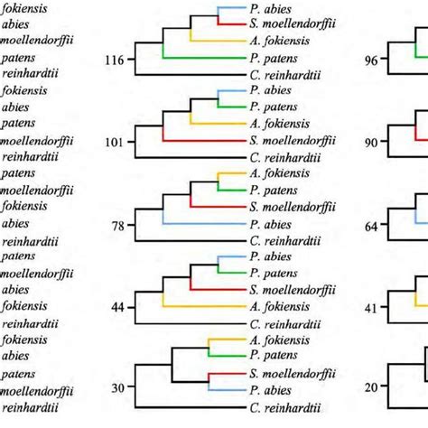 The Phylogenetic Tree Based On Concatenation And Coalescence Methods