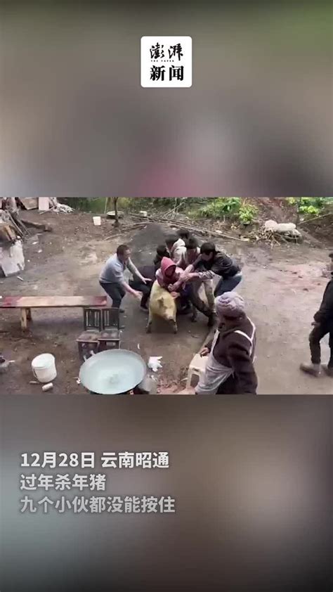 过年杀年猪，九个小伙都没能按住“倔强的二师兄”凤凰网视频凤凰网