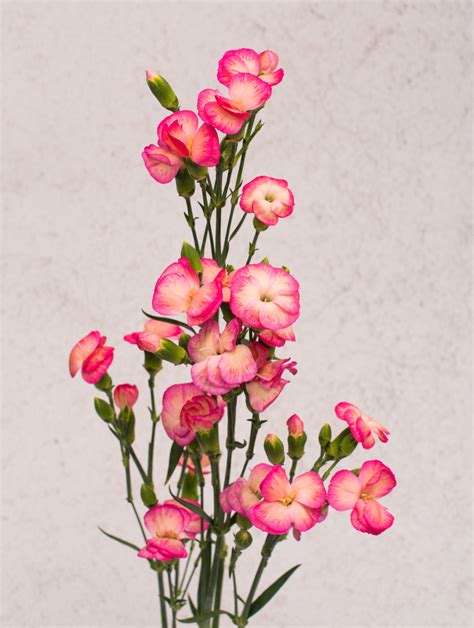 Dianthus Solomio Fen Orange | Fagua flowers