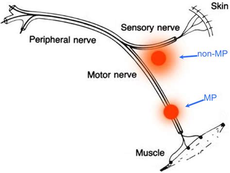 Schematic Representation Of A Mixed Peripheral Nerve And Two Download Scientific Diagram