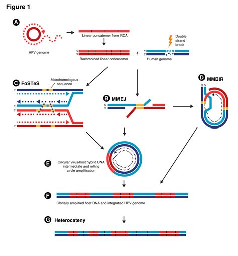 Microhomology Mediated Repair Machinery And Its Relationship With Hpv