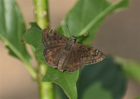 Horace S Duskywing From Botanical Gdn Pk Trl San Antonio Tx