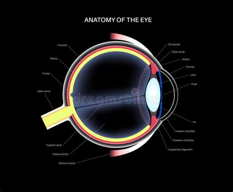 Eye Anatomy Poster Stock Illustration Illustration Of Sight