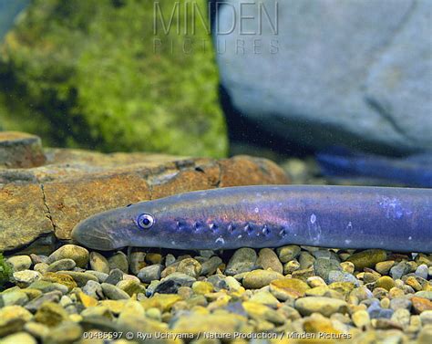 Arctic Lamprey stock photo - Minden Pictures