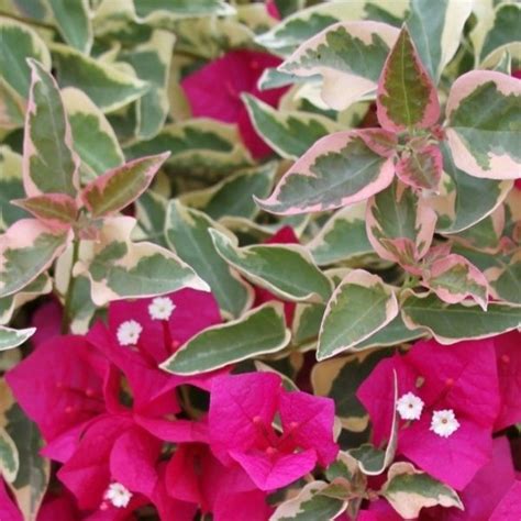 Bougainvillea Variegated Pink Plant Wild Roots