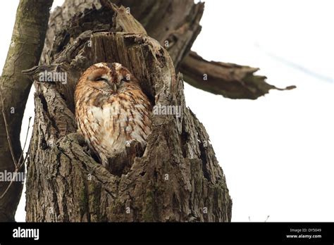 Tawny Owl Strix Aluco Named Mabel Roosting In Favourite Tree At