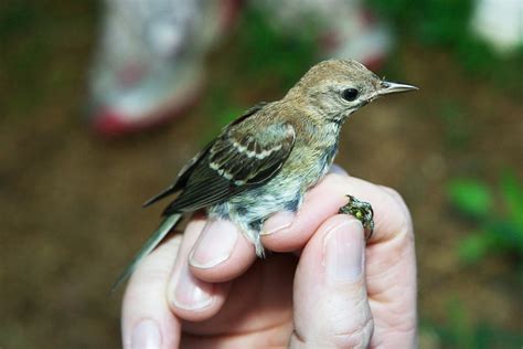 Juvenile Pine Warbler Dendroica Pinus Audubon Ecology Ca Flickr