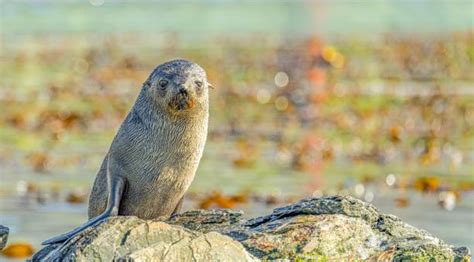 370 Seal Animal Sea Dog Nature Stock Photos Pictures And Royalty Free