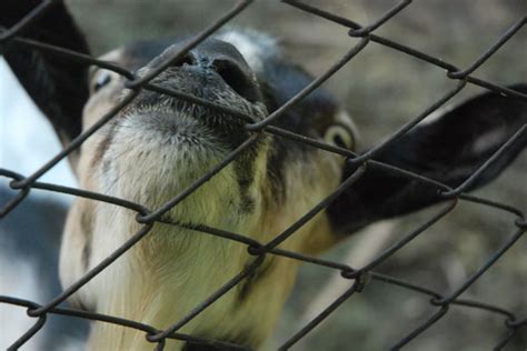 Zapping the Way to Happy Goats: The Magic of Electric Fencing for Your ...