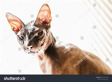 688 Angry hairless cat Stock Photos, Images & Photography | Shutterstock