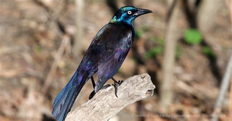 Common Grackle - American Bird Conservancy