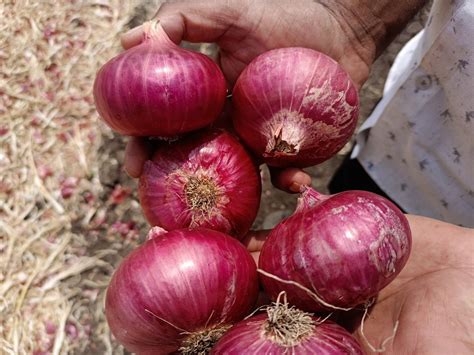 Maharashtra Kg Pune Fresh Onion A Grade Onion Size Mm At Rs