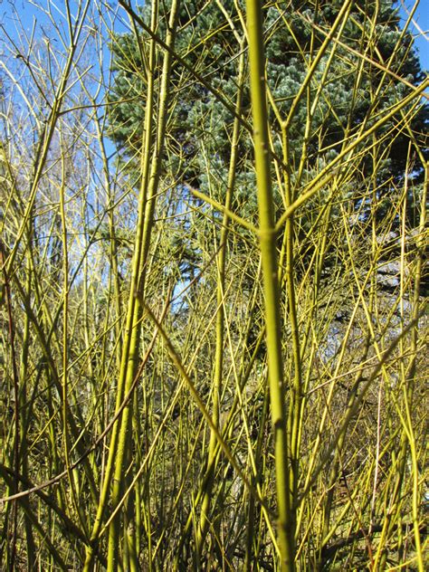 Cornus Stolonifera Syn Sericea „flaviramea Arboretum Laßnitzhöhe