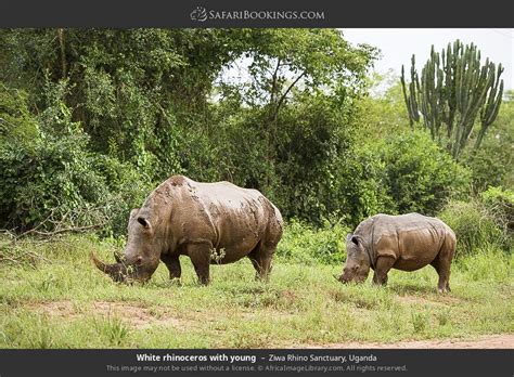 Uganda Safari Day Murchison Falls Big Safari Ziwa Rhino Tracking