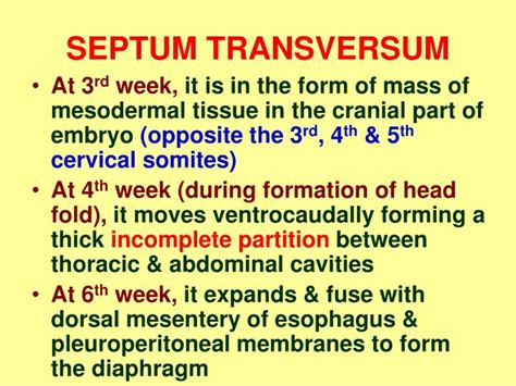 PPT - BODY CAVITIES, MESENTERIES & DIAPHRAGM PowerPoint Presentation - ID:5699057