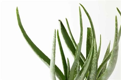 Aloe Vera Plant Leaves Bending 6 Causes And Solutions Garden For