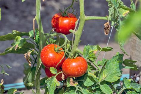 Jardin Conserver Un Pied De Tomate En Automne C Est Possible