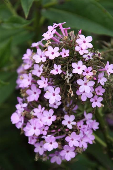 Phlox Paniculata David S Lavender Floks Vlambloem De Tuinen Van