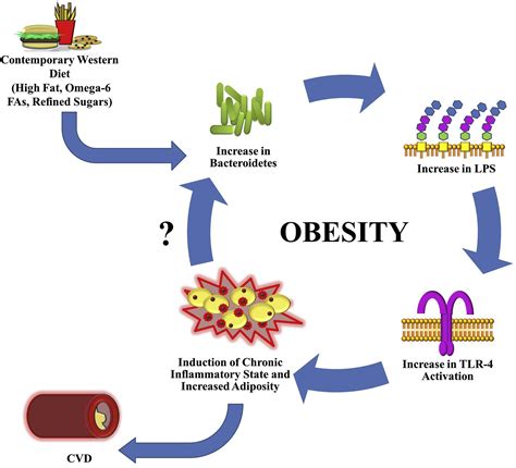 The Gut Microbiome And Elevated Cardiovascular Risk In Obesity And