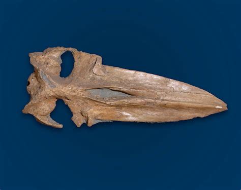 Baleen Whale Skull