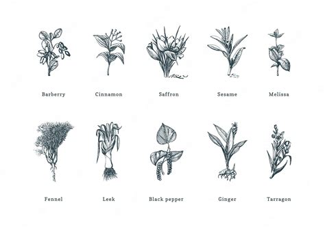 Premium Vector Drawn Spice Herbs Set In Engraving Style Botanical