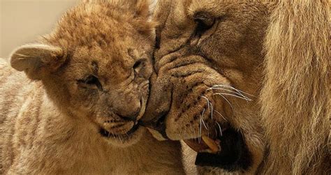 Lion cubs - All the important facts you should know