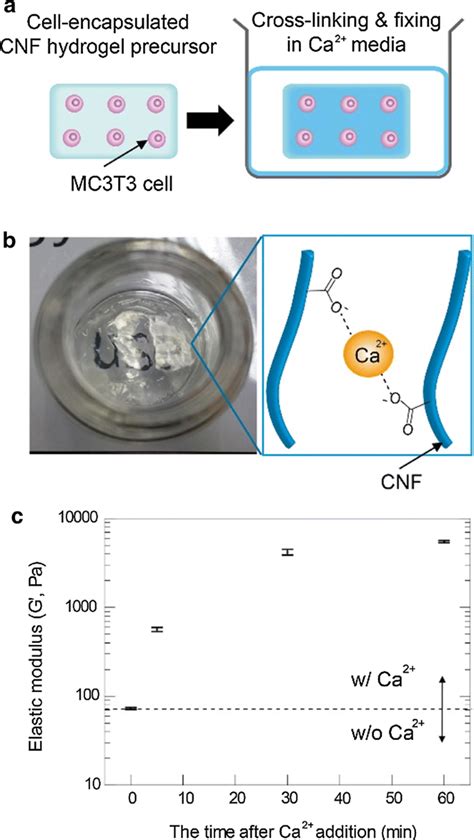 D Cellulose Nanofiber Scaffold With Homogeneous Cell Population And