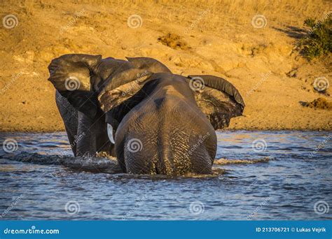 African Elephant Bulls Loxodonta Africana In Water In South Africa S