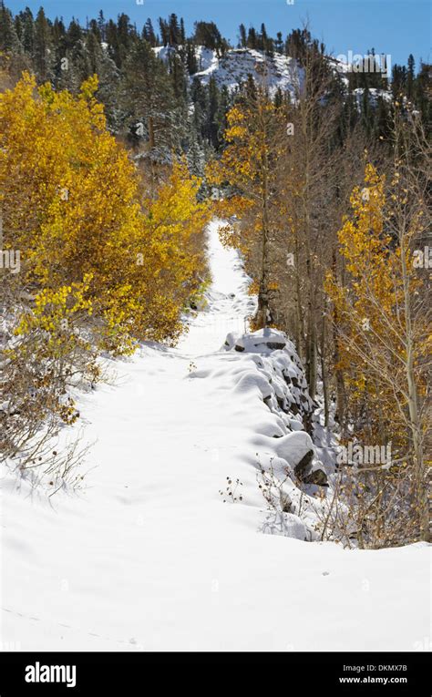 Aspen trees snow hi-res stock photography and images - Alamy