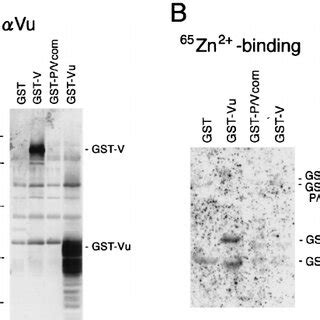 Schematic Representation Of Gst Fusion Proteins Sev V P Vcom And Vu