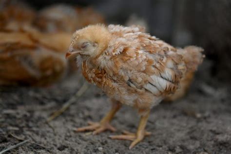 Amoxicillin for Chickens: Uses, Dosage, and Risks - The Happy Chicken Coop