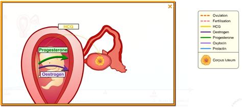 BIOLOGY FORM 6: HORMONES IN REPRODUCTION II